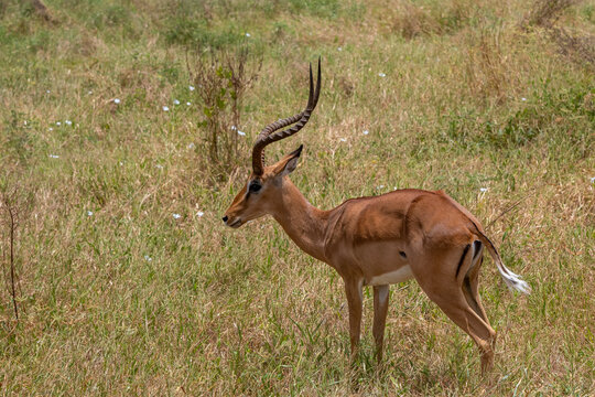 Fototapeta Impala - Aepyceros melampus, mała, szybka antylopa z afrykańskiej sawanny, Samiec z pięknym porożem, Park Narodowy Tsavo i rezerwat wzgórz Taita, Kenia, Afryka