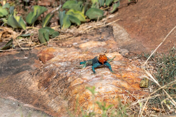 Agama (Agamidae) Bardzo kolorowy samiec jaszczurki, w pomarańczowym i niebieskim kolorze, pozuje na skale, Park Narodowy Tsavo i rezerwat wzgórz Taita, Kenia, Afryka