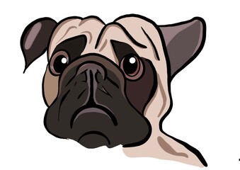 Cute pug dog head with sad expression.