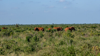Słoń afrykański (Loxodonta africana), rodzina posilająca się miedzy krzewami na sawannie © Kamil_k2p