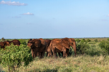 Słoń afrykański (Loxodonta africana), rodzina posilająca się miedzy krzewami na sawannie