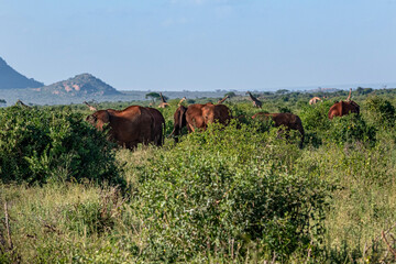 Słoń afrykański (Loxodonta africana), rodzina posilająca się miedzy krzewami na sawannie