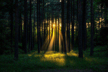 Fototapeta premium Arafed image of a sunbeam in a forest with moss