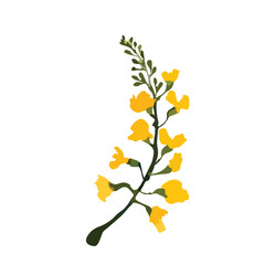 vector illustration of padauk flowers, Myanmar national flower. For Myanmar water festival (Thingyan).