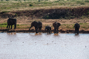 Słoń afrykański (Loxodonta africana), rodzina z młodymi przy wodopoju na sawannie w Park Narodowy Tsavo East, Kenia, Afryka © Kamil_k2p