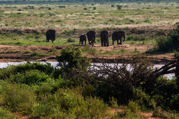 Słoń afrykański (Loxodonta africana), rodzina zmierzająca do wodopoju na sawannie w Park Narodowy Tsavo East, Kenia, Afryka © Kamil_k2p