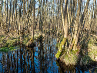 alder forest and blue sky reflected in water of ditch