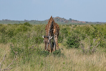 samotna Żyrafa (camelopaurdalis) posilająca się bujną roślinnością na sawannie, Park Narodowy Tsavo i rezerwat wzgórz Taita, Kenia, Afryka © Kamil_k2p
