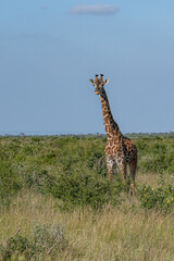 samotna Żyrafa (camelopaurdalis) spacerująca pomiędzy krzewami na sawannie, Park Narodowy Tsavo i rezerwat wzgórz Taita, Kenia, Afryka © Kamil_k2p