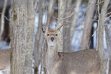 森の中で出会ったエゾシカ