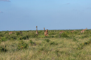 Żyrafa (camelopaurdalis) stado spacerujące pomiędzy krzewami na sawannie, Park Narodowy Tsavo i rezerwat wzgórz Taita, Kenia © Kamil_k2p