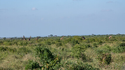 Żyrafa (camelopaurdalis) stado spacerujące pomiędzy drzewami i krzewami na sawannie, Park Narodowy Tsavo i rezerwat wzgórz Taita, Kenia