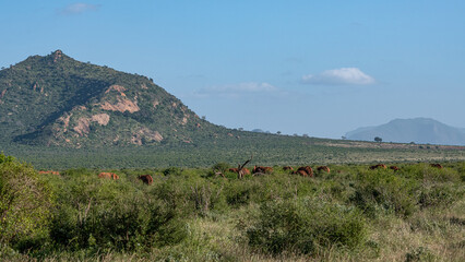 Słoń afrykański (Loxodonta africana), stado spacerujące pomiędzy drzewami i krzewami na sawannie w Park Narodowy Tsavo East i rezerwat wzgórz Taita, Kenia, Afryka © Kamil_k2p