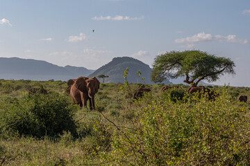 Słoń afrykański (Loxodonta africana), stado spacerujące pomiędzy drzewami i krzewami na sawannie w Park Narodowy Tsavo East i rezerwat wzgórz Taita, Kenia, Afryka