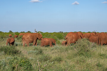 Słoń afrykański (Loxodonta africana), młode spacerujące wraz z dorosłymi na sawannie w Park Narodowy Tsavo East i rezerwat wzgórz Taita, Kenia, Afryka © Kamil_k2p