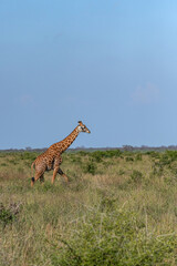 Żyrafa (camelopaurdalis) spacerująca pomiędzy krzewami na sawannie, Park Narodowy Tsavo i rezerwat wzgórz Taita, Kenia © Kamil_k2p