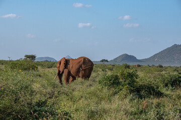 Słoń afrykański (Loxodonta africana), stado spacerujące pomiędzy drzewami i krzewami na sawannie w Park Narodowy Tsavo Easti rezerwat wzgórz Taita, Kenia, Afryka © Kamil_k2p