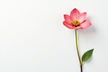Single stem of isolated flower on white background, blossom, flower, floral