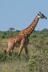 Żyrafa (camelopaurdalis) spacerująca pomiędzy krzewami na sawannie, Park Narodowy Tsavo i rezerwat wzgórz Taita, Kenia © Kamil_k2p