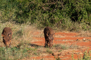 guziec (Phacochoerus), samotny samiec wypasający się na sawannie, Park Narodowy Tsavo i rezerwat wzgórz Taita, Kenia © Kamil_k2p