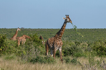 Żyrafa (camelopaurdalis) stado ożywiające się pomiędzy drzewami i krzewami na sawannie, Park Narodowy Tsavo i rezerwat wzgórz Taita, Kenia © Kamil_k2p