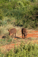 dwa guźce (Phacochoerus), wypasające się na sawannie, Park Narodowy Tsavo i rezerwat wzgórz Taita, Kenia © Kamil_k2p