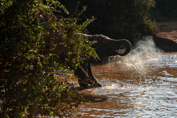 Słoń afrykański (Loxodonta africana), młodziutki słoń bawiący się  przy wodopoju na sawannie w Park Narodowy Tsavo East, Kenia, Afryka © Kamil_k2p