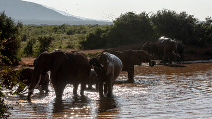 Słoń afrykański (Loxodonta africana), rodzina przy wodopoju na sawannie w Park Narodowy Tsavo East, Kenia, Afryka © Kamil_k2p