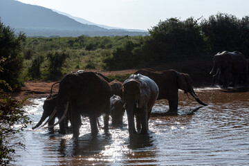 Słoń afrykański (Loxodonta africana), rodzina przy wodopoju na sawannie w Park Narodowy Tsavo East, Kenia, Afryka - obrazy, fototapety, plakaty