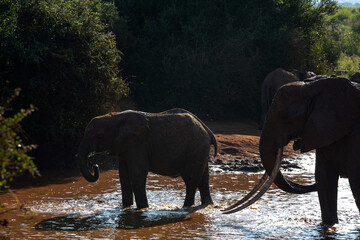 Słoń afrykański (Loxodonta africana), dorosły samiec pilnujący młodego przy wodopoju na sawannie w Park Narodowy Tsavo East, Kenia, Afryka © Kamil_k2p
