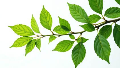 Naklejka premium Leafy branches with intricate details isolated on white, leafy branches, botanical,