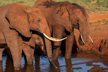 Słoń afrykański (Loxodonta africana), młody samiec chroniący się między starszymi braćmi przy wodopoju na sawannie w Park Narodowy Tsavo East, Kenia, Afryka