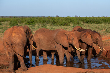 Słoń afrykański (Loxodonta africana), rodzina przy wodopoju na sawannie w Park Narodowy Tsavo East, Kenia, Afryka © Kamil_k2p