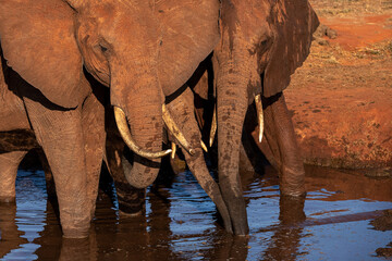 Słoń afrykański (Loxodonta africana), dwa dorosłe i jeden młody samiec przy wodopoju na sawannie w Park Narodowy Tsavo East, Kenia, Afryka © Kamil_k2p