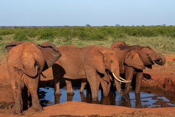 Słoń afrykański (Loxodonta africana), rodzina przy wodopoju na sawannie w Park Narodowy Tsavo East, Kenia, Afryka © Kamil_k2p