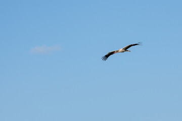 Bocian Biały (Ciconia ciconia), lecący nad sawanną, Park Narodowy Tsavo i rezerwat wzgórz Taita, Kenia © Kamil_k2p