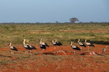 Bocian Biały (Ciconia ciconia), stado czerwonej ziemi na sawannie, Park Narodowy Tsavo i rezerwat wzgórz Taita, Kenia © Kamil_k2p