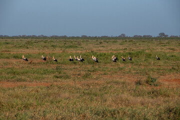 Bocian Biały (Ciconia ciconia), stado na sawannie, Park Narodowy Tsavo i rezerwat wzgórz Taita, Kenia © Kamil_k2p