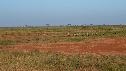 Bocian Biały (Ciconia ciconia), stado na sawannie, Park Narodowy Tsavo i rezerwat wzgórz Taita, Kenia © Kamil_k2p