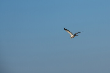  Czapla Czarnogłowa (Ardea cinerea) lecąca nad sawanną, Park Narodowy Tsavo i rezerwat wzgórz Taita, Kenia © Kamil_k2p