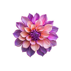 Obraz premium A vibrant dahlia flower with layers of pink and purple petals, showcasing intricate details and rich colors.