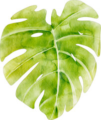 watercolor monstera leaf © Je