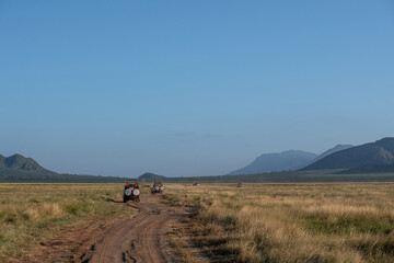 samochody z turystami na safari, Czerwona droga biegnąca przez sawannę w Park Narodowy Tsavo i rezerwat wzgórz Taita, Kenia, Afryka © Kamil_k2p