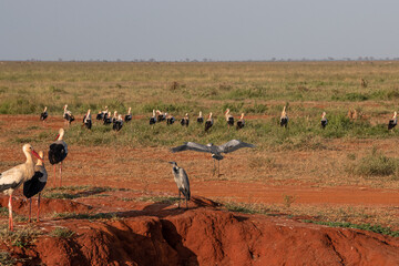 Bocian Biały (Ciconia ciconia) i Czapla Czarnogłowa (Ardea cinerea) stado na sawannie, Park Narodowy Tsavo i rezerwat wzgórz Taita, Kenia © Kamil_k2p