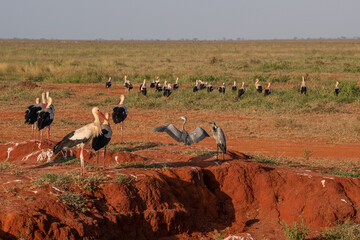 Bocian Biały (Ciconia ciconia) i Czapla Czarnogłowa (Ardea cinerea) stado na sawannie, Park Narodowy Tsavo i rezerwat wzgórz Taita, Kenia © Kamil_k2p