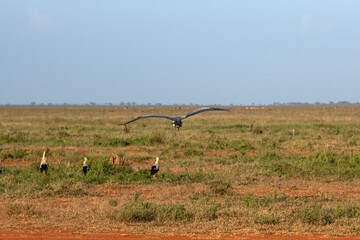 Bocian Biały (Ciconia ciconia) i lecąca Czapla Czarnogłowa (Ardea cinerea) na sawannie, Park Narodowy Tsavo i rezerwat wzgórz Taita, Kenia © Kamil_k2p