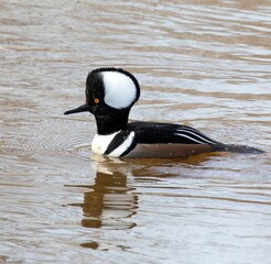 Hooded Mergansers