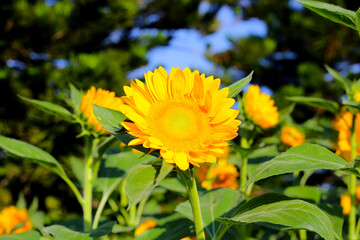 A vibrant patch of sunflowers blooming in a garden