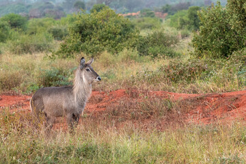 Kob śniady (Kobus ellipsiprymnus) gatunek ssaka z rodziny krętorogich (Bovidae), samica na sawannie w Park Narodowy Tsavo i rezerwat wzgórz Taita, Keni © Kamil_k2p