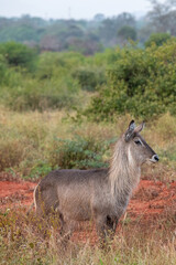 Kob śniady (Kobus ellipsiprymnus) gatunek ssaka z rodziny krętorogich (Bovidae), samica na sawannie w Park Narodowy Tsavo i rezerwat wzgórz Taita, Keni © Kamil_k2p